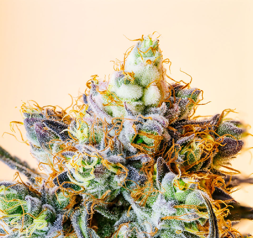 Zoyes | Primitiv Cannabis